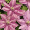 Clematis Cirrhosa 'Freckles' 3L -Ketler Outdoors Shop lematis Cirrhosa Freckles 3L 32664.1687702706