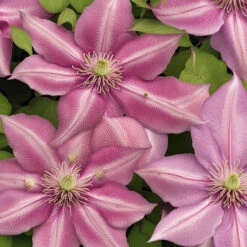 Clematis Cirrhosa 'Freckles' 3L