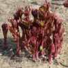 Paeonia Lorelei 4L/21cm