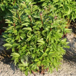 Paeonia Lorelei 4L/21cm -Ketler Outdoors Shop lorelei f3 89563.1662993095