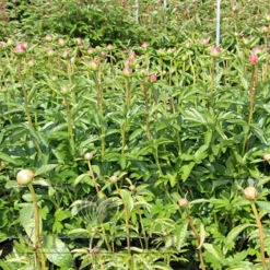 Paeonia Lorelei 4L/21cm -Ketler Outdoors Shop lorelei f4 30146.1662993095