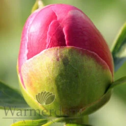 Paeonia Lorelei 4L/21cm -Ketler Outdoors Shop lorelei f5 03743.1662993095