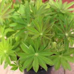 'Tequila Flame' 13cm Pot -Ketler Outdoors Shop lupin gen 2 2 21 80799.1662993435