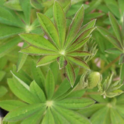 Salmon Star 13cm Pot -Ketler Outdoors Shop lupin gen 3 1 29 66589.1662993431