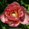 Paeonia Magical Mystery Tour 4L/21cm -Ketler Outdoors Shop magical mystery tour f1 00301.1665133470