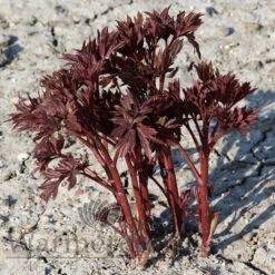 Paeonia Magical Mystery Tour 4L/21cm -Ketler Outdoors Shop magical mystery tour f2 68016.1662993095