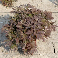 Paeonia Magical Mystery Tour 4L/21cm -Ketler Outdoors Shop magical mystery tour f3 71396.1662993095