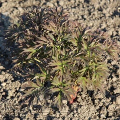 Paeonia Magical Mystery Tour 4L/21cm -Ketler Outdoors Shop magical mystery tour f4 75911.1662993096