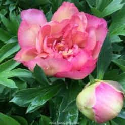 Paeonia Magical Mystery Tour 4L/21cm -Ketler Outdoors Shop magical mystery tour f5 74976.1662993096