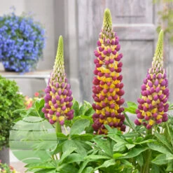 Manhattan Lights 13cm Pot -Ketler Outdoors Shop manhattan lights 3 2 17525.1662993419