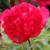 Paeonia Many Happy Returns 4L/21cm -Ketler Outdoors Shop many happy returns f1 50319.1665133462