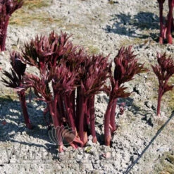 Paeonia Many Happy Returns 4L/21cm -Ketler Outdoors Shop many happy returns f2 25871.1662993096