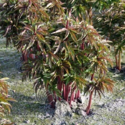 Paeonia Many Happy Returns 4L/21cm -Ketler Outdoors Shop many happy returns f3 22533.1662993096