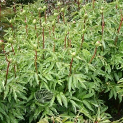 Paeonia Many Happy Returns 4L/21cm -Ketler Outdoors Shop many happy returns f4 87410.1662993096