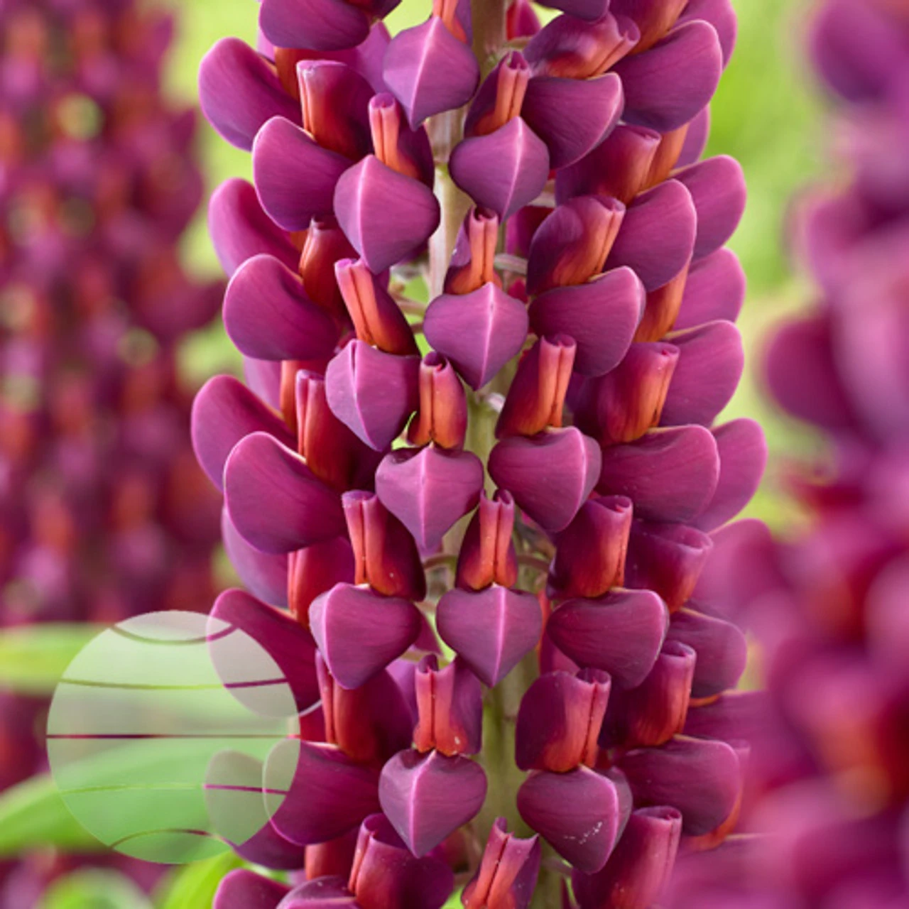 Masterpiece 19cm Pot 4 Masterpiece 19cm Pot - Image 2