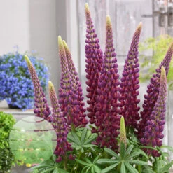 Masterpiece 19cm Pot 11 Masterpiece 19cm Pot -Ketler Outdoors Shop masterpiece 3 1 1 77220.1680684766