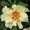 Paeonia Momo Taro 4L/21cm -Ketler Outdoors Shop momo taro f1 30353.1665133470