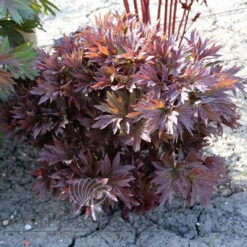 Paeonia Momo Taro 4L/21cm -Ketler Outdoors Shop momo taro f2 77935.1662993097