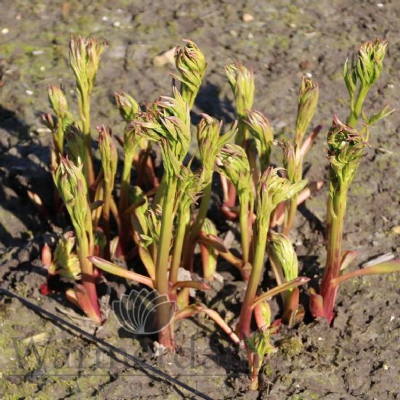 Paeonia Monsieur Jules Elie 4L/21cm 3 Paeonia Monsieur Jules Elie 4L/21cm