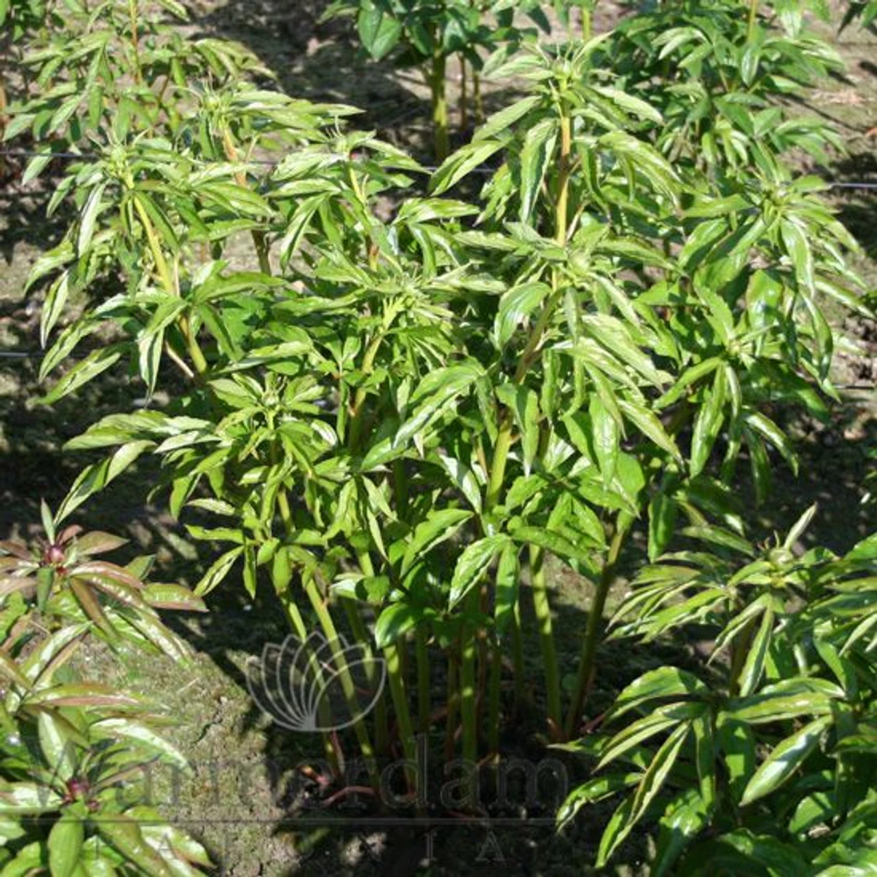 Paeonia Monsieur Jules Elie 4L/21cm 5 Paeonia Monsieur Jules Elie 4L/21cm - Image 3