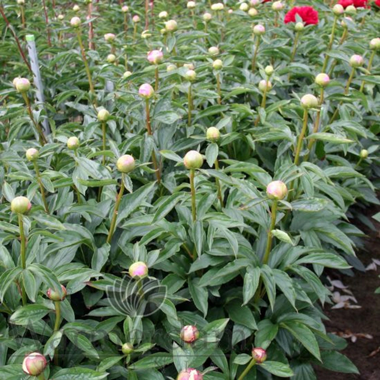 Paeonia Monsieur Jules Elie 4L/21cm 6 Paeonia Monsieur Jules Elie 4L/21cm - Image 4