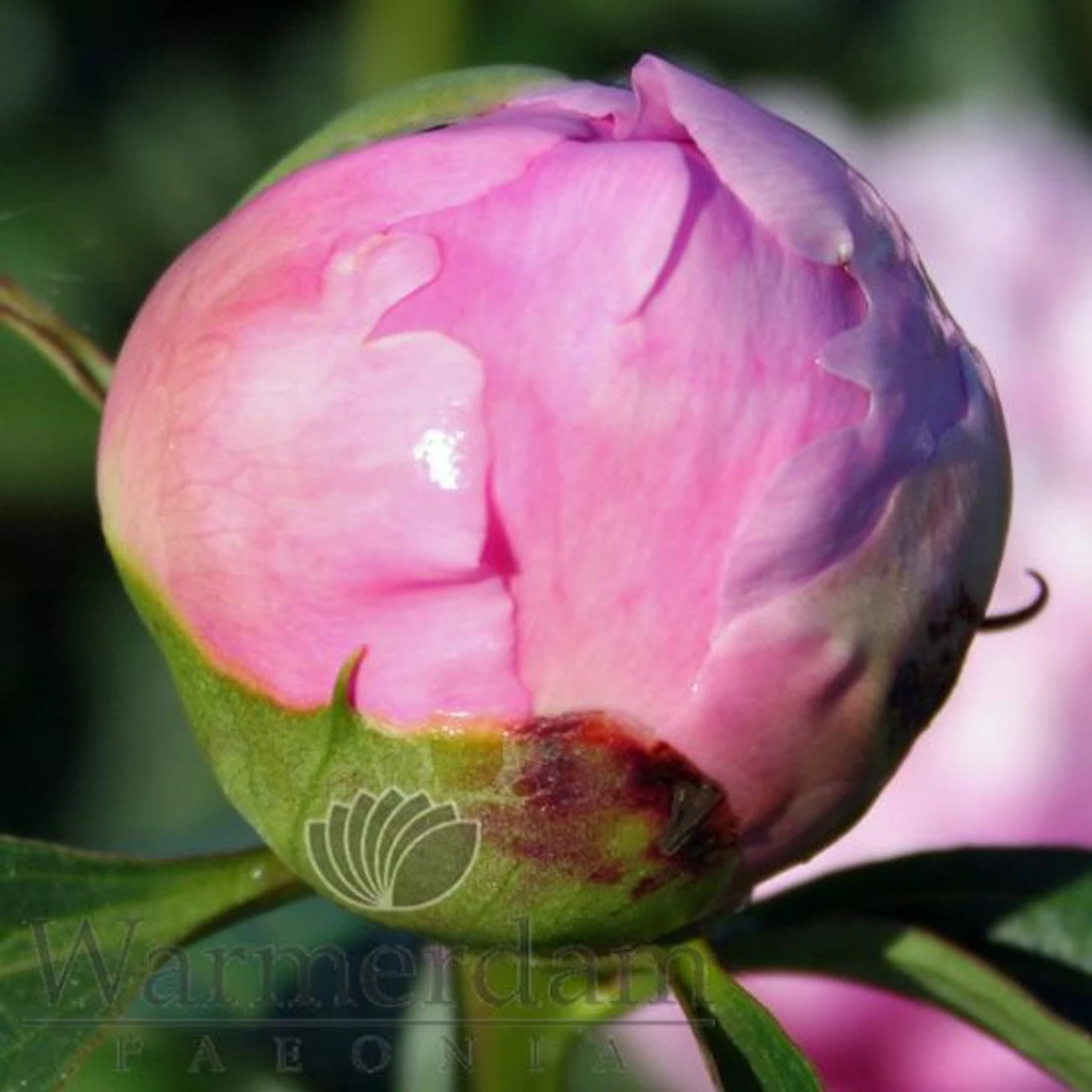 Paeonia Monsieur Jules Elie 4L/21cm 7 Paeonia Monsieur Jules Elie 4L/21cm - Image 5