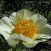 Paeonia Moonrise 4L/21cm -Ketler Outdoors Shop moonrise f1 05825.1665133468