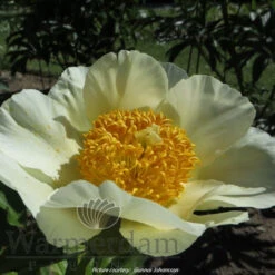 Paeonia Moonrise 4L/21cm