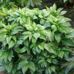 Paeonia Moonrise 4L/21cm -Ketler Outdoors Shop moonrise f3 93997.1662993098