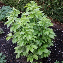 Paeonia Moonrise 4L/21cm -Ketler Outdoors Shop moonrise f4 89982.1662993098