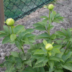 Paeonia Moonrise 4L/21cm -Ketler Outdoors Shop moonrise f5 11629.1662993098