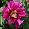 Paeonia Select Morning Lilac 4L/21cm
