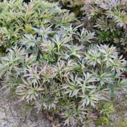 Paeonia Select Morning Lilac 4L/21cm -Ketler Outdoors Shop morning lilac f2 07327.1662993079