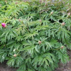 Paeonia Select Morning Lilac 4L/21cm -Ketler Outdoors Shop morning lilac f4 08748.1662993079