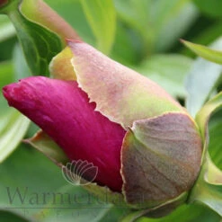 Paeonia Select Morning Lilac 4L/21cm -Ketler Outdoors Shop morning lilac f5 43468.1662993079