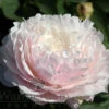 Paeonia Select Myrtle Gentry 4L/21cm -Ketler Outdoors Shop myrtle gentry f1 34024.1665133470