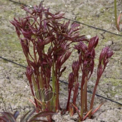 Paeonia Select Myrtle Gentry 4L/21cm -Ketler Outdoors Shop myrtle gentry f2 52235.1662993080