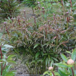 Paeonia Select Myrtle Gentry 4L/21cm -Ketler Outdoors Shop myrtle gentry f3 09721.1662993080