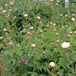 Paeonia Select Myrtle Gentry 4L/21cm -Ketler Outdoors Shop myrtle gentry f4 71931.1662993080