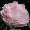 Paeonia Nancy Nora 4L/21cm