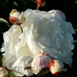 Paeonia Nancy Nora 4L/21cm -Ketler Outdoors Shop nancy nora f5 84774.1662993100