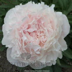 Paeonia Nancy Nora 4L/21cm -Ketler Outdoors Shop nancy nora f6 23783.1662993100