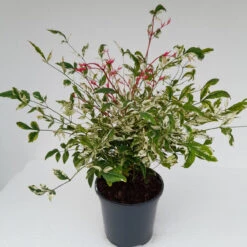 Nandina 'Twilight' 1L -Ketler Outdoors Shop nandina twilight 1 1 14842.1687697196