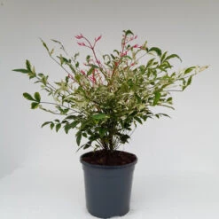 Nandina 'Twilight' 1L -Ketler Outdoors Shop nandina twilight 2 1 08220.1687697196
