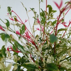 Nandina 'Twilight' 1L