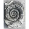 Border Stoneware Fossilized Shell -Ketler Outdoors Shop new project 1036 78684.1665133545
