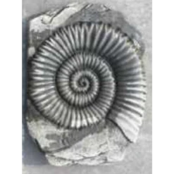 Border Stoneware Fossilized Shell
