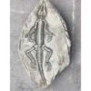 Border Stoneware Fossilized Crocodile -Ketler Outdoors Shop new project 1038 78575.1665133545