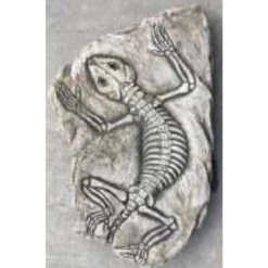 Border Stoneware Fossilized Lizard