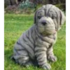 Border Stoneware Shar-Pei Puppy